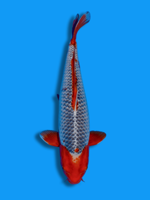 Kado Gin Asagi | Koi&Co.